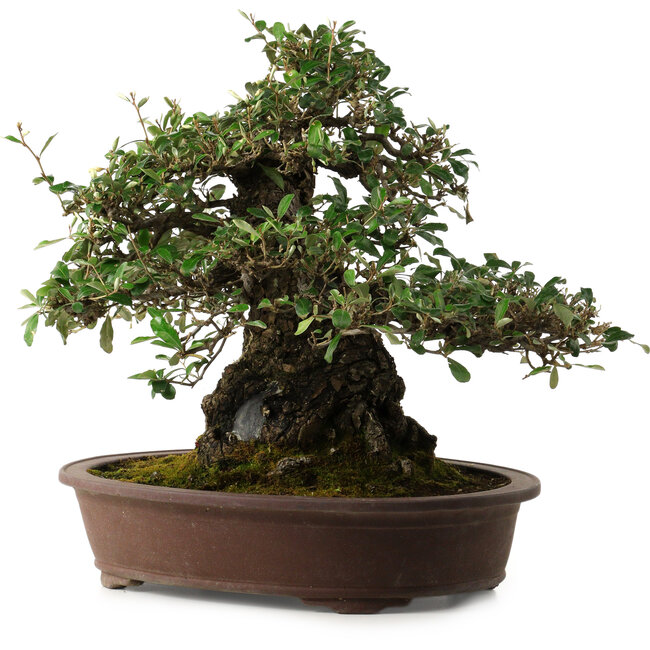 Elaeagnus Punguns, 41 cm, ± 35 years old, with a nebari of 25 cm