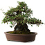 Elaeagnus Punguns, 41 cm, ± 35 ans, avec un nebari de 25 cm