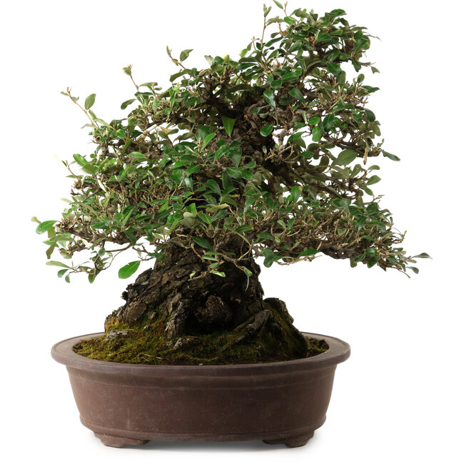 Elaeagnus Punguns, 41 cm, ± 35 ans, avec un nebari de 25 cm