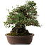 Elaeagnus Punguns, 41 cm, ± 35 Jahre alt, mit einem Nebari von 25 cm