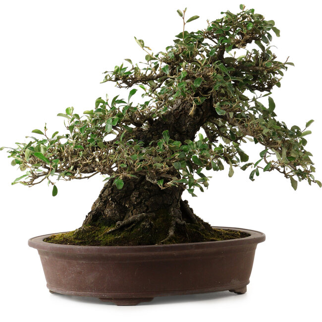 Elaeagnus Punguns, 41 cm, ± 35 jaar oud, met een nebari van 25 cm