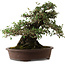 Elaeagnus Punguns, 41 cm, ± 35 years old, with a nebari of 25 cm