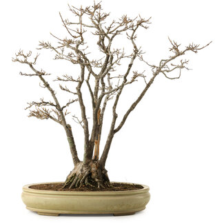 Acer buergerianum, 52 cm, ± 30 anni