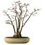 Acer buergerianum, 52 cm, ± 30 ans, avec un nebari de 13 cm