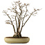 Acer buergerianum, 52 cm, ± 30 jaar oud, met een nebari van 13 cm
