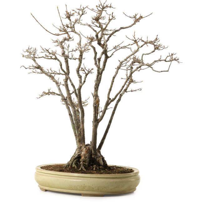 Acer buergerianum, 52 cm, ± 30 anni, con nebari di 13 cm