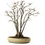Acer buergerianum, 52 cm, ± 30 ans, avec un nebari de 13 cm