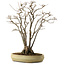 Acer buergerianum, 52 cm, ± 30 jaar oud, met een nebari van 13 cm