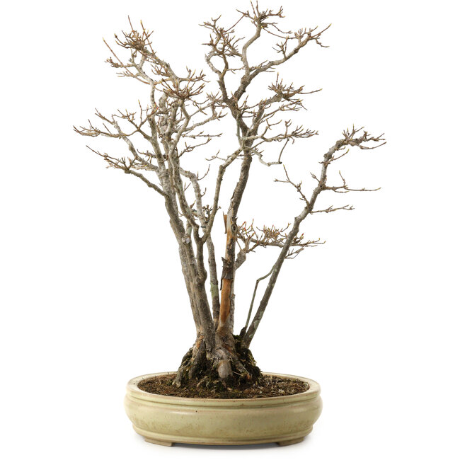 Acer buergerianum, 52 cm, ca. 30 Jahre alt, mit einem Wurzelhals von 13 cm