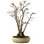 Acer buergerianum, 52 cm, ± 30 ans, avec un nebari de 13 cm