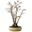 Acer buergerianum, 52 cm, ± 30 jaar oud, met een nebari van 13 cm