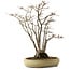 Acer buergerianum, 52 cm, ± 30 ans, avec un nebari de 13 cm