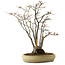 Acer buergerianum, 52 cm, ± 30 jaar oud, met een nebari van 13 cm