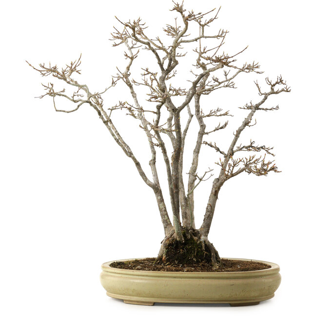 Acer buergerianum, 52 cm, ± 30 years old, with a nebari of 13 cm