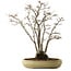 Acer buergerianum, 52 cm, ± 30 ans, avec un nebari de 13 cm