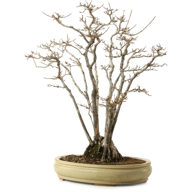 Acer buergerianum, 52 cm, ± 30 anni, con nebari di 13 cm