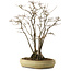 Acer buergerianum, 52 cm, ± 30 anni, con nebari di 13 cm