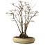 Acer buergerianum, 52 cm, ± 30 ans, avec un nebari de 13 cm