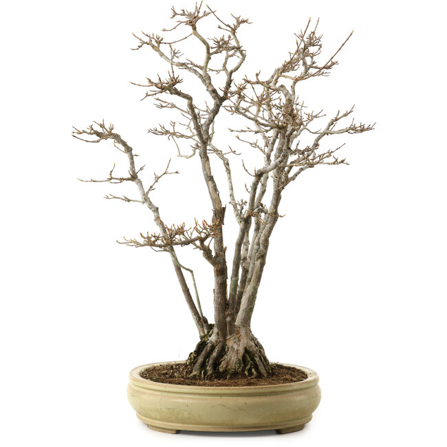 Acer buergerianum, 52 cm, ± 30 anni, con nebari di 13 cm