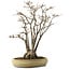 Acer buergerianum, 52 cm, ± 30 ans, avec un nebari de 13 cm