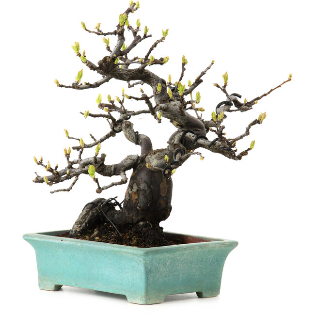 Pseudocydonia sinensis, 22 cm, ± 25 jaar oud, met een nebari van 9 cm