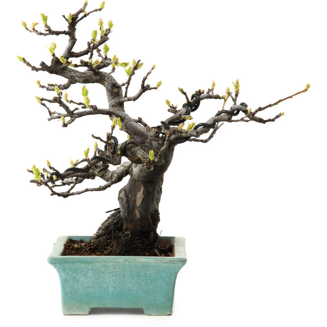 Pseudocydonia sinensis, 22 cm, ± 25 Jahre alt, mit einem Nebari von 9 cm