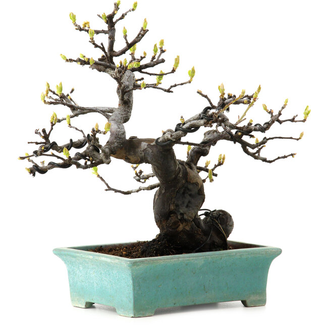 Pseudocydonia sinensis, 22 cm, ± 25 jaar oud, met een nebari van 9 cm