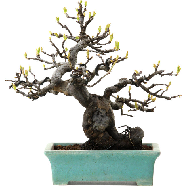 Pseudocydonia sinensis, 22 cm, ± 25 years old, with a nebari of 9 cm
