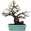 Pseudocydonia sinensis, 22 cm, ± 25 jaar oud, met een nebari van 9 cm