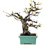 Pseudocydonia sinensis, 22 cm, ± 25 jaar oud, met een nebari van 9 cm