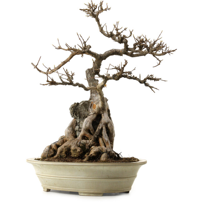 Acer buergerianum, 53 cm, ± 40 años, con un nebari de 34 cm y una maceta agrietada.