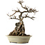 Acer buergerianum, 53 cm, ± 40 años, con un nebari de 34 cm y una maceta agrietada.