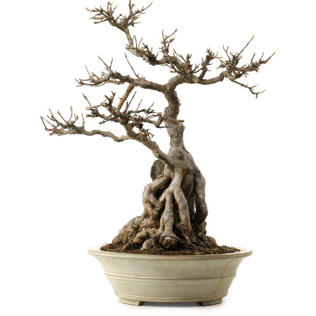 Acer buergerianum, 53 cm, ca. 40 Jahre alt, mit einem Wurzelhals von 34 cm und einem rissigen Topf