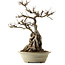 Acer buergerianum, 53 cm, ± 40 jaar oud, met een nebari van 34 cm en een gebarsten pot.