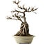Acer buergerianum, 53 cm, ± 40 years old, with a nebari of 34 cm and a cracked pot