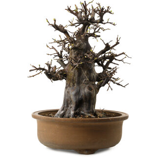 Pseudocydonia sinensis, 47 cm, ± 30 Jahre alt