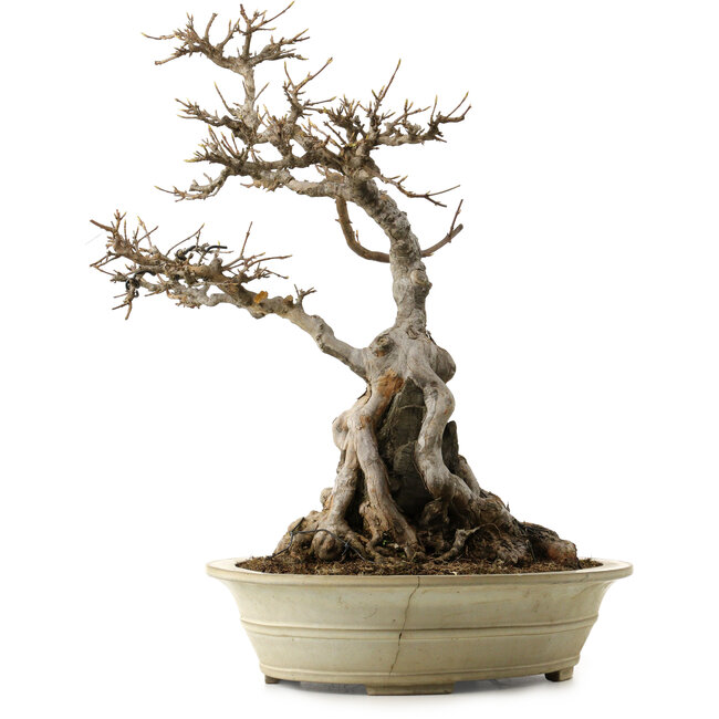 Acer buergerianum, 53 cm, ± 40 years old, with a nebari of 34 cm and a cracked pot