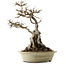 Acer buergerianum, 53 cm, ± 40 años, con un nebari de 34 cm y una maceta agrietada.