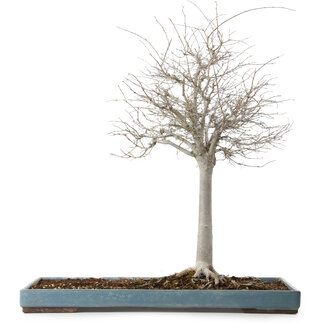 Zelkova serrata, 55 cm, ± 20 years old