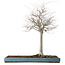 Zelkova serrata, 55 cm, ± 20 years old, with a nebari of 16 cm