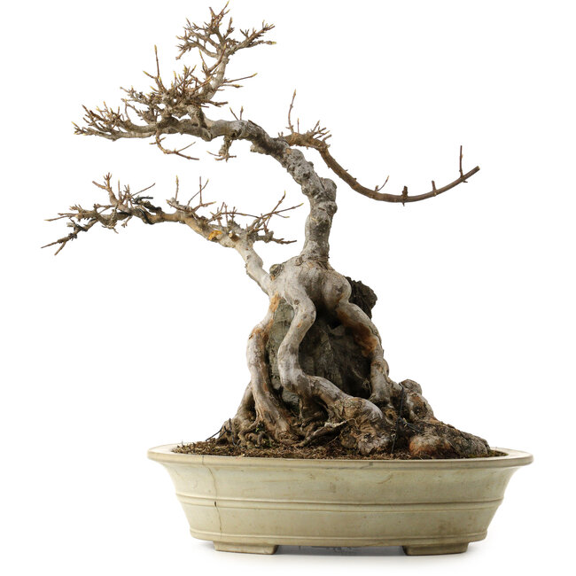 Acer buergerianum, 53 cm, ca. 40 Jahre alt, mit einem Wurzelhals von 34 cm und einem rissigen Topf