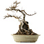 Acer buergerianum, 53 cm, ± 40 anni, con nebari di 34 cm e vaso crepato