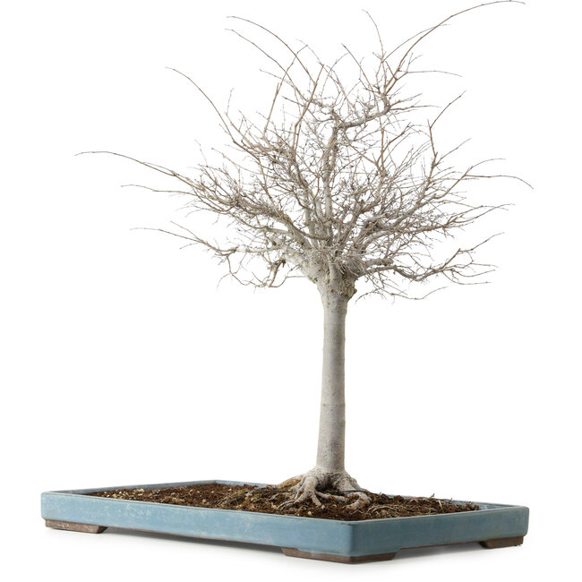 Zelkova serrata, 55 cm, ± 20 jaar oud, met een nebari van 16 cm