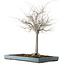 Zelkova serrata, 55 cm, ± 20 anni, con nebari di 16 cm