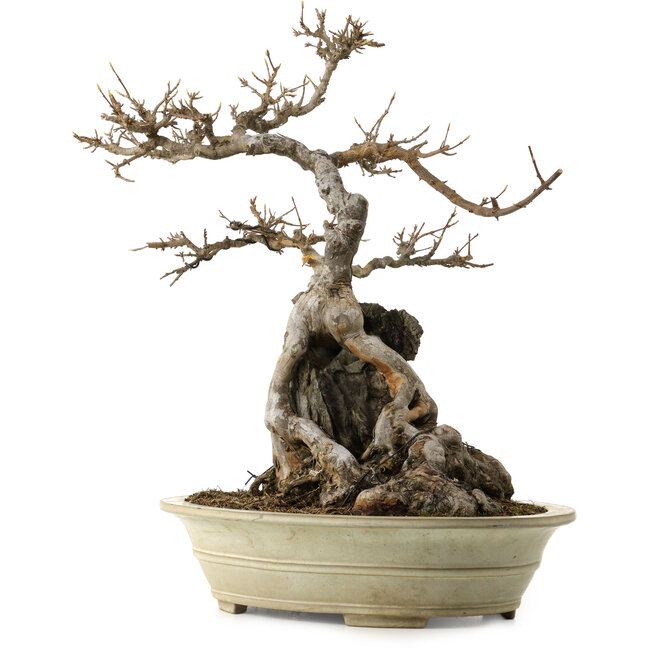 Acer buergerianum, 53 cm, ca. 40 Jahre alt, mit einem Wurzelhals von 34 cm und einem rissigen Topf