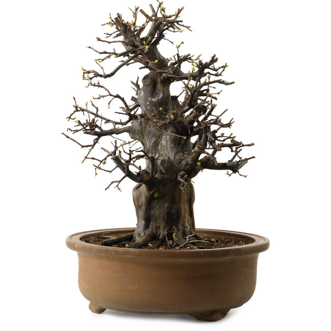 Pseudocydonia sinensis, 47 cm, ± 30 jaar oud, met een nebari van 24 cm