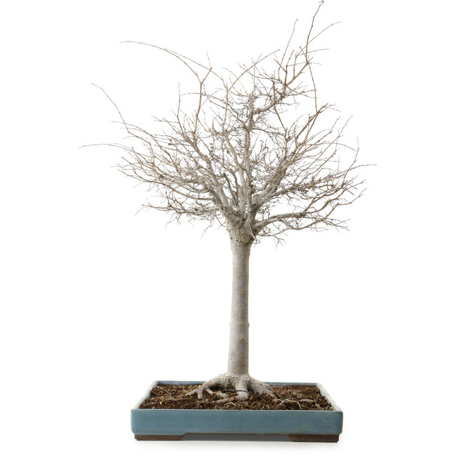 Zelkova serrata, 55 cm, ± 20 ans, avec un nebari de 16 cm