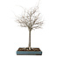 Zelkova serrata, 55 cm, ± 20 anni, con nebari di 16 cm