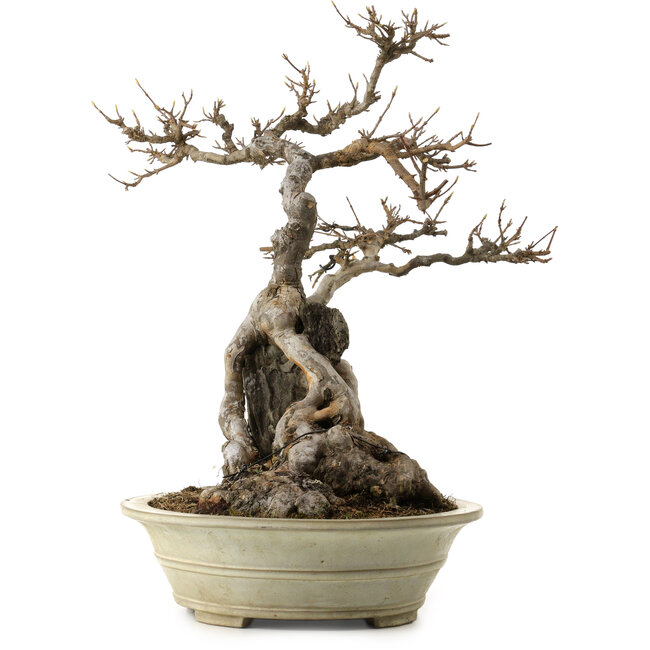 Acer buergerianum, 53 cm, ± 40 anni, con nebari di 34 cm e vaso crepato