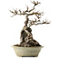 Acer buergerianum, 53 cm, ± 40 jaar oud, met een nebari van 34 cm en een gebarsten pot.